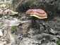 Pecsétviaszgomba (Ganoderma lucidum), Budai-hegység. Lombos fák, főként tölgy törzsén, tuskóján, közelében nő